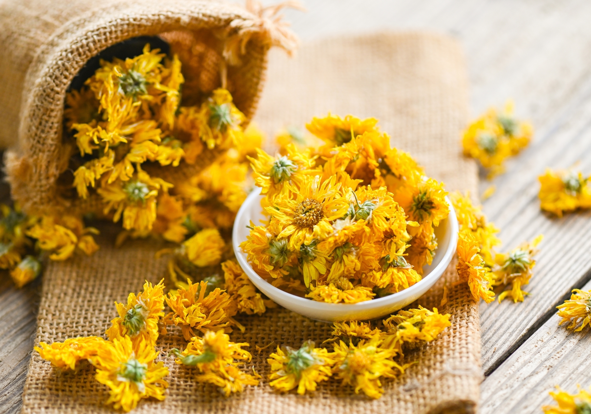 Chrysanthemum Image